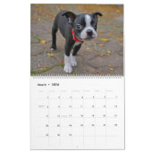 Boston Terrier Kalender (Mär 2026)