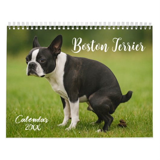 Boston Terrier Kalender 2026 (Titelbild)