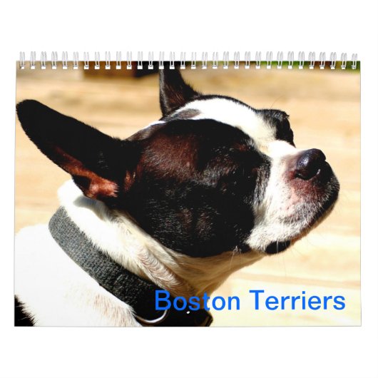 Boston-Terrier-Kalender Kalender (Titelbild)