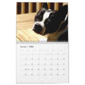 Boston-Terrier-Kalender Kalender (Jan 2026)