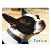 Boston-Terrier-Kalender Kalender (Titelbild)