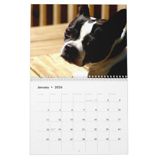 Boston-Terrier-Kalender Kalender (Jan 2026)
