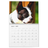 Boston-Terrier-Kalender Kalender (Mär 2027)