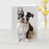 Boston Terrier Karte (Gelbe Blume)