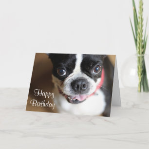 Boston Terrier Karte