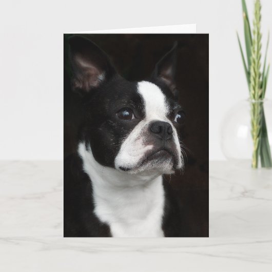Boston Terrier Karte (Vorderseite)