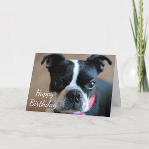 Boston Terrier Karte