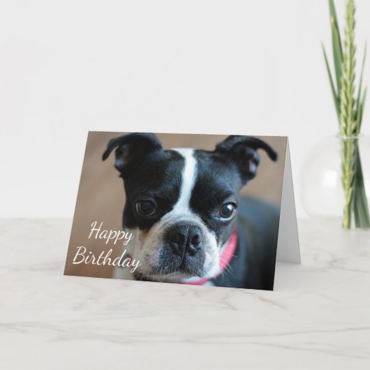 Boston Terrier Karte (Vorderseite)