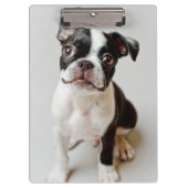 Boston Terrier Klemmbrett (Vorderseite)