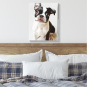 Boston Terrier Leinwanddruck (Insitu (Schlafzimmer))