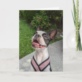 Boston Terrier Liebe Karte