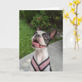 Boston Terrier Liebe Karte (Gelbe Blume)