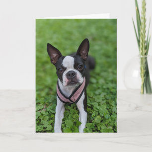 Boston Terrier Liebe Karte
