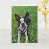 Boston Terrier Liebe Karte (Gelbe Blume)