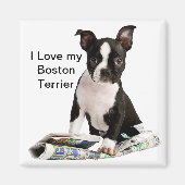 BOSTON TERRIER MAGNET (Vorne)