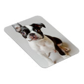 Boston Terrier Magnet (Rechte Seite)