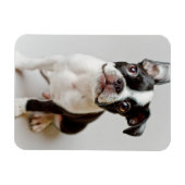 Boston Terrier Magnet (Horizontal)