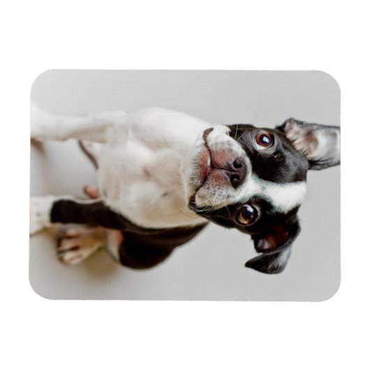 Boston Terrier Magnet (Horizontal)