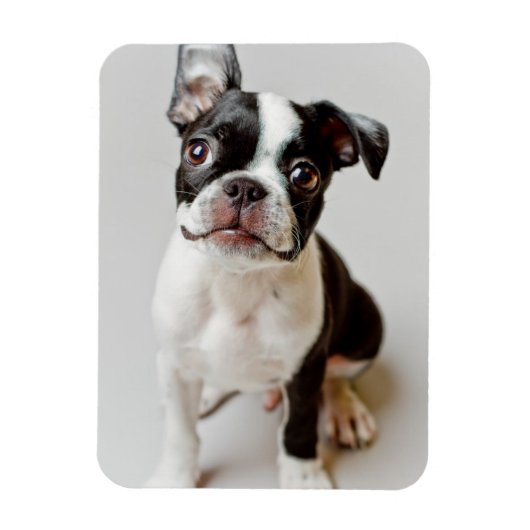 Boston Terrier Magnet (Vertikal)