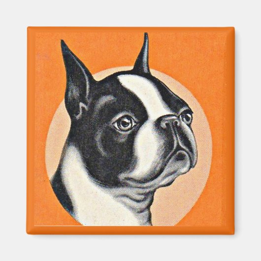 Boston Terrier Magnet (Vorne)