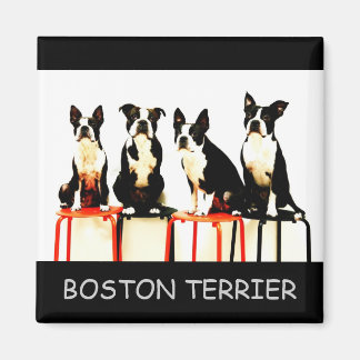 BOSTON TERRIER MAGNET