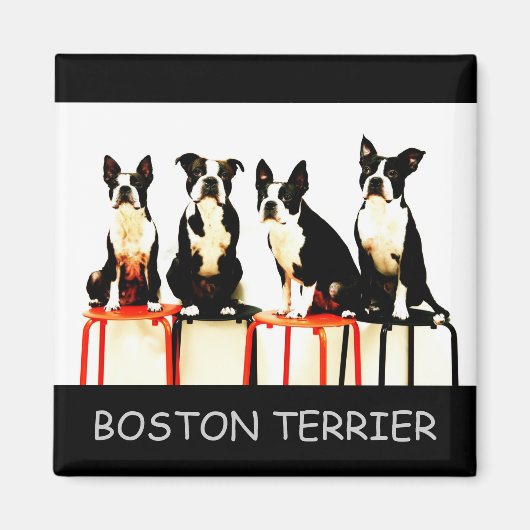 BOSTON TERRIER MAGNET (Vorne)