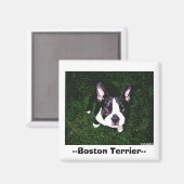 —Boston Terrier— Magnet (Vorderseite/Rückseite)