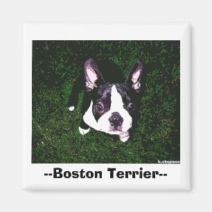 --Boston Terrier-- Magnet