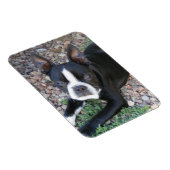 Boston Terrier Magnet (Rechte Seite)