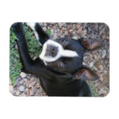 Boston Terrier Magnet (Horizontal)