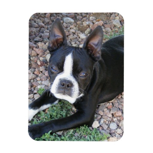 Boston Terrier Magnet (Vertikal)