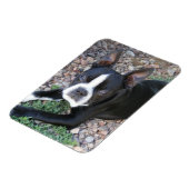 Boston Terrier Magnet (Linke Seite)