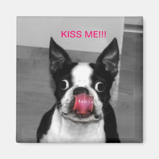 BOSTON TERRIER MAGNET (Vorne)