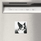Boston Terrier Magnet - "Boston Style" (In Situ (Geschirrspüler))
