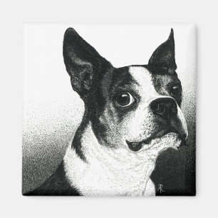 Boston Terrier Magnet - "Boston Style"