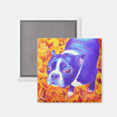 Boston Terrier Magnet - "Daisy (Vorderseite/Rückseite)