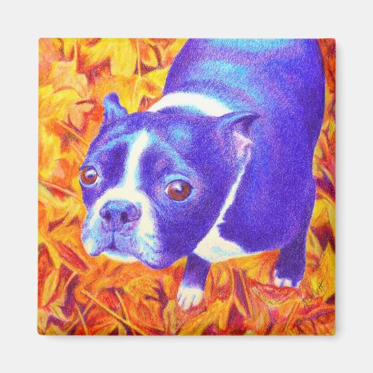 Boston Terrier Magnet - "Daisy (Vorne)