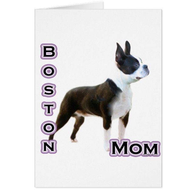 Boston Terrier Mama 4 (Vorne)