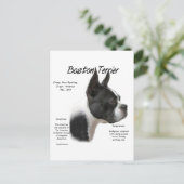 Boston Terrier Meet Breed Postkarte (Stehend Vorderseite)