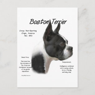 Boston Terrier Meet Breed Postkarte