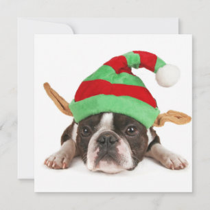 Boston Terrier mit einem Weihnachtshut Feiertagskarte