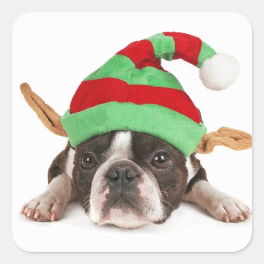 Boston Terrier mit einem Weihnachtshut Quadratischer Aufkleber (Vorderseite)