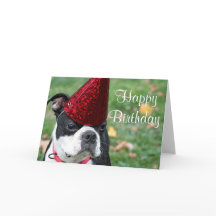 Boston Terrier mit Geburtstagshut