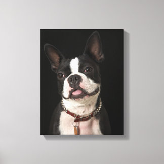 Boston-Terrier mit Kragen lächeln Leinwanddruck