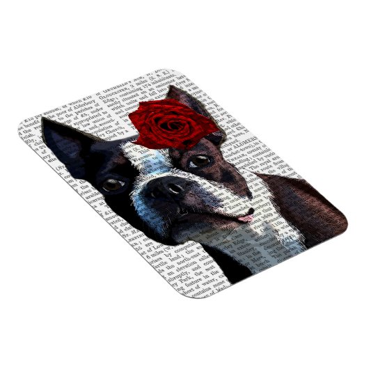 Boston Terrier mit Rose auf Head Magnet (Rechte Seite)