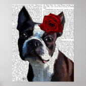 Boston Terrier mit Rose auf Head Poster (Vorne)