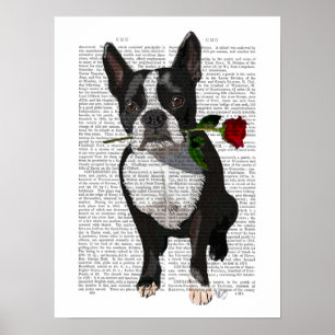 Boston Terrier mit Rose im Mund Poster