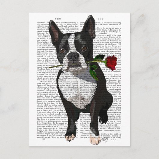 Boston Terrier mit Rose im Mund Postkarte (Vorderseite)