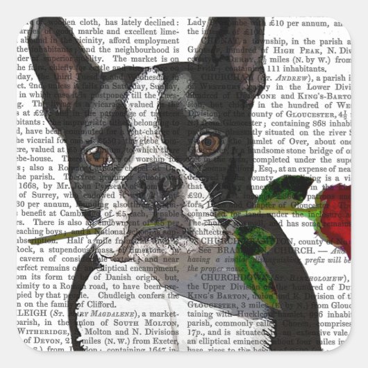 Boston Terrier mit Rose im Mund Quadratischer Aufkleber (Vorderseite)