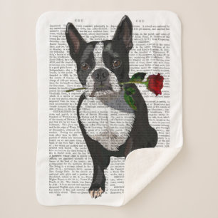 Boston Terrier mit Rose in Mouth Sherpadecke